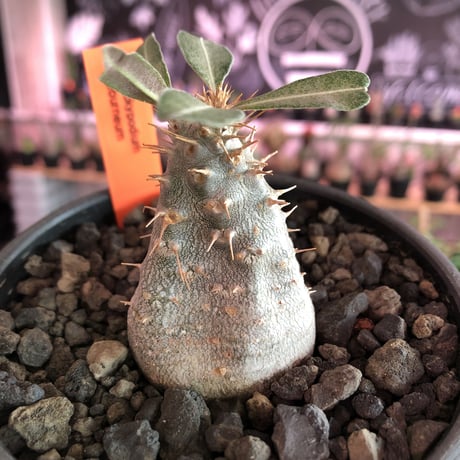 packypodium  eburneum《S size》※現地球発根済株※かわいいサイズ感で個体差としてツル肌の子‼︎輸入株らしい装い‼︎※mad  black  bowl pot植え