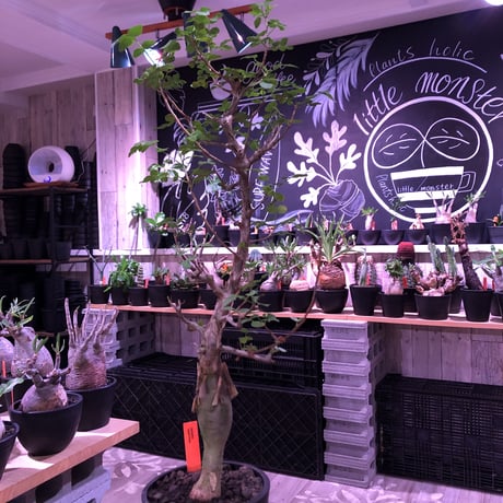 bursera  fagaroides《L  size》※現地球発根済※店主管理5年株※成熟しメクれ上がった表皮＆大変ぷっくりぼってり株元な作り込んだ一株※mad black pot植え