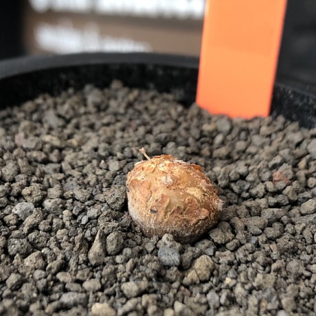 othonna  cacalioides《S size》激希少‼︎現地球株※発根後店主国内管理2年株※実生株の流通の中、小振りでも大変レアものな一株※mad black pot植え