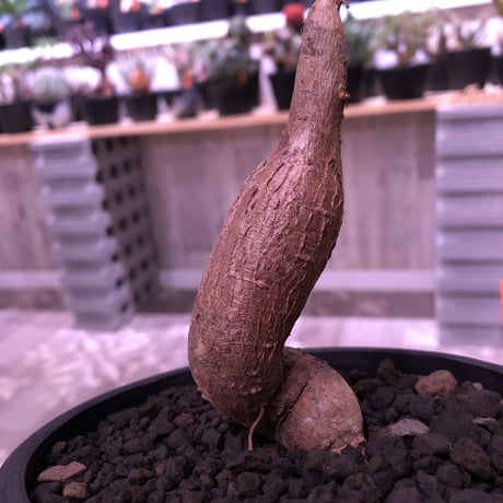 opercullicarya   decaryi  littmon  seed🌱  《5年株》mad  black  pot植え （限定1株）※当店実生デカリー最高株元size‼︎