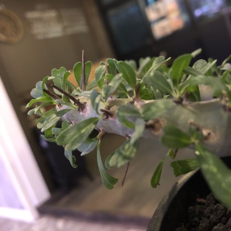 sarcocaulon   patersoni（Ｌ size）大変樹形 balanceも良く、本来の理想の樹形通りに成長してくれています。#mad black pot植え‼︎