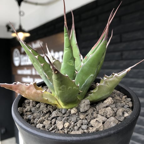 agave montana《M size》選抜株※現地球株発根済※纏まり締まり良きワイルド感満載で男前な出立ちが堪らない‼︎※mad black  pot植え