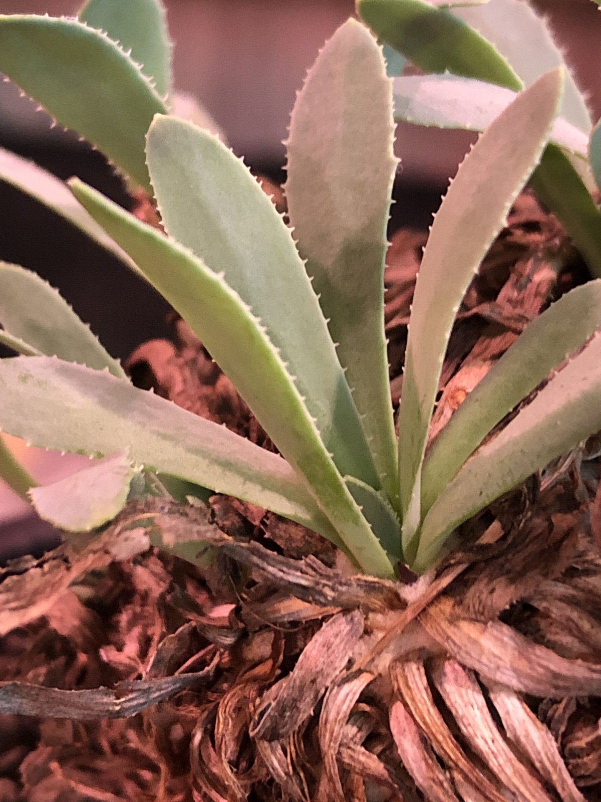 othonna retrorsa《L size》※現地球発根済株※柔らかな🌱葉に othonna retrorsa《L size》※現地球発根済株※柔らかな🌱葉に