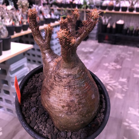 packypodium  gracilius《大きめM  size》※現地球発根済※渋い現地焼けとぼってり樹形のトトログラキ‼︎短枝枝数多く良きbalance株‼︎※mad black pot植え