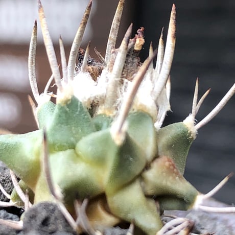 turbinicarpus 白棘昇竜丸《S size》※現地球株カキ仔（斑入り）※激希少‼︎流通なき白棘昇竜丸の斑入り株のため鬼熱となりイキリ立った刀のような白棘と開花時も堪らない一株※信楽焼植え