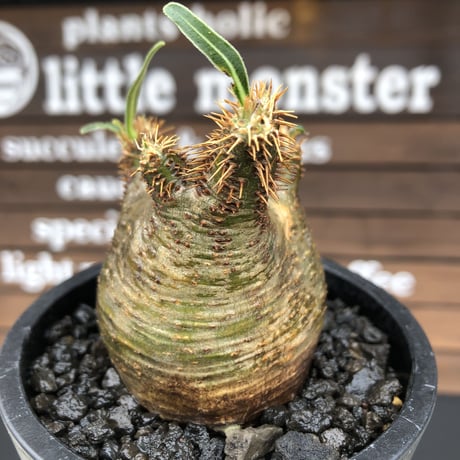 pachypodium gracilius《大きめS size》希少‼︎green肌※現地球発根済株※店主国内管理2年株※weight低き捻くれぼってり樹形が堪らない※mad black pot植え