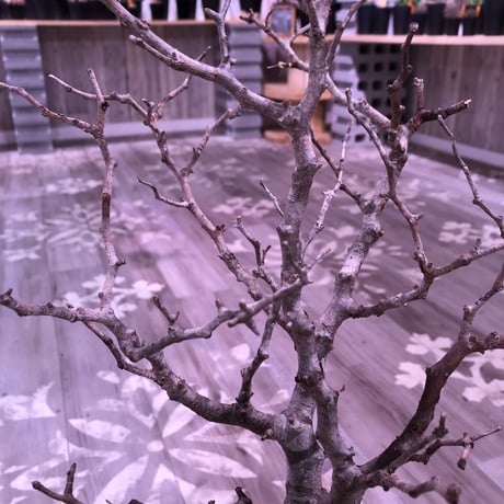 commiphora   monstrosa《 L  L size》未発根株