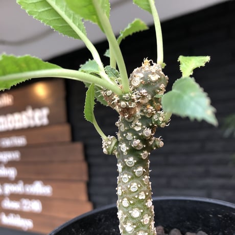 dorstenia   lavrani《M size》希少‼︎綺麗過ぎるgreen‼︎