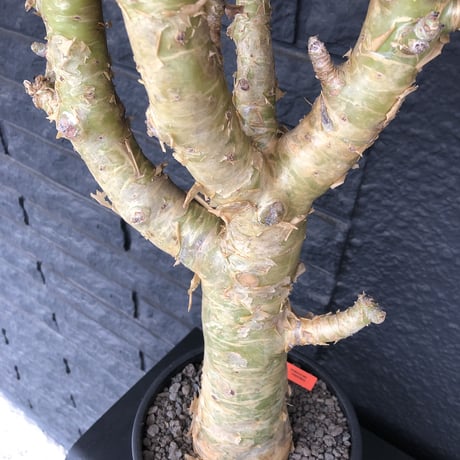 tylecodon  paniculatus《L L size》店主国内管理7年株※唯一無二な極太パニク※激希少big株幅‼︎チレコ最大種の大変オススメ株※mad black bowl pot植え