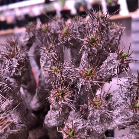 euphorbia  gullauminiana（ M size）