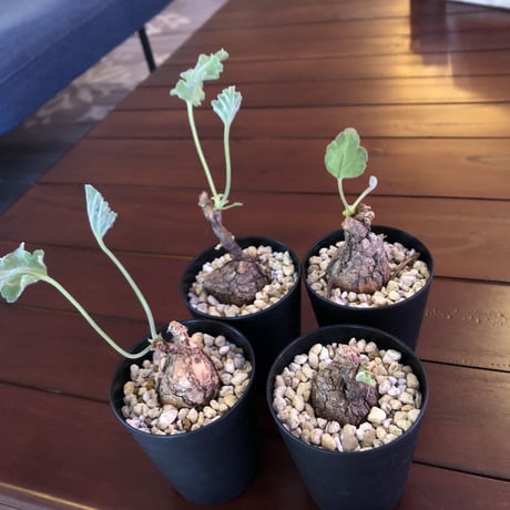 pelargonium   triste《S  size》