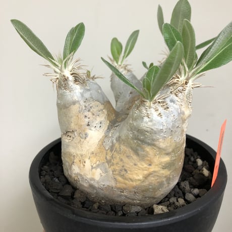 pachypodium  eburneum《L size》※現地球株発根済※エブレらしい樹形に極美しい白肌が魅力的な一株※mad black bowl pot植え