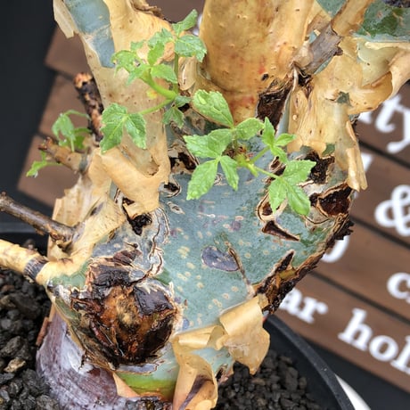 commiphora  holtziana《LL size》驚愕‼︎極太株※現地球発根後店主国内管理3年株※灌木が故の渋さ佇まいが堪らない渾身の極太wild株※mad black bowl pot植え