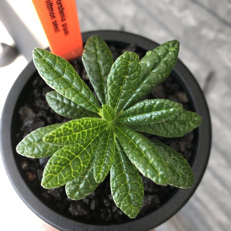 希少‼︎ dorstenia gigas《S size》littmon  seed🌱（実生株）※将来へ充分高期待できる人気者選抜株‼︎ ※mad black pot植え