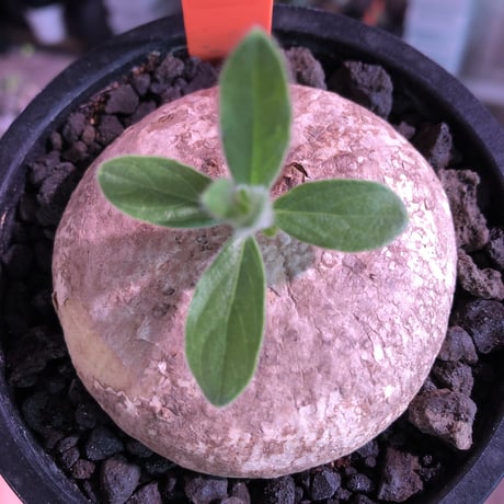 pentagonanthus grndiflorus ssp.glabrescens《M size 》※現地球発根済株※希少種‼︎可愛すぎぼってり＆美し過ぎる開花※mad black pot植え