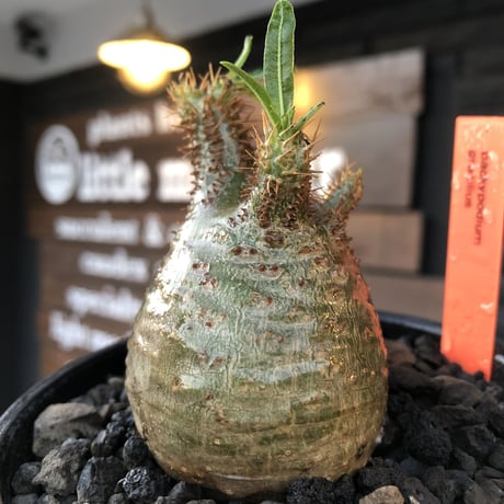 packypodium  gracilius《S size》※現地球発根済株※激希少green肌※店主国内管理2年株※短枝weight低く激まん丸株※mad black bowl pot植え