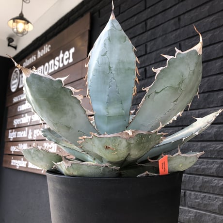 agave  titanota whiteice《大きめLL size》※現地球発根済株※美しく肉厚の葉にその名の通り白棘とのcontrastが堪らないbig株‼︎地植え可能‼︎