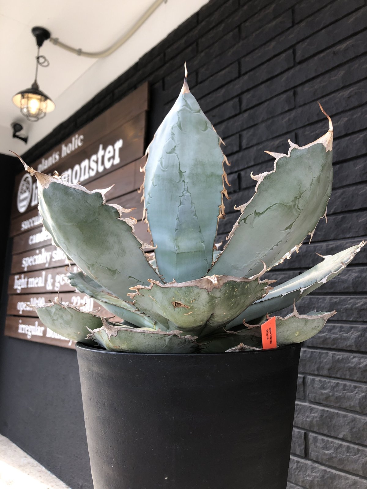 agave titanota whiteice《大きめLL size》※現地球発根済株※美し...