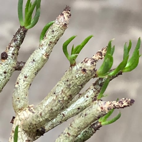 tylecodon buchholzianus《S size》※現地球株発根済※コンパクトで良樹形balanceなかわいい一株※black pot植え