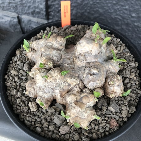 packypodium  brevicaule  恵比寿笑い《 L size》※笑いの中でも特化した岩肌で味のある表皮が堪らない笑い※浅鉢植え