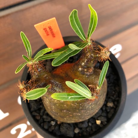 pachypodium  gracilius《小さめM size》激ぼってり樹形※現地球発根済株※店主国内管理2年株※極短枝低重心株の上、激ぼってり樹形が堪らない‼︎※mad black pot植え