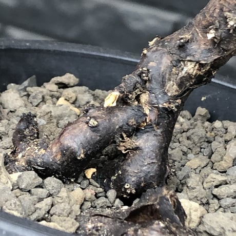 sarcocaulon  vanderietiae《大きめM size》※現地球発根後店主国内管理3年株※希少春秋型種‼︎良樹形な幹上がり仕立ての一株※mad black pot植え