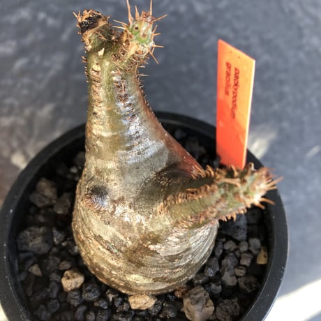 pachypodium  gracilius《S size》希少ニ頭枝美株※現地球発根済株※店主国内管理2年株※極balanceな樹形にニ頭枝なかわいいグラキ※mad black pot植え