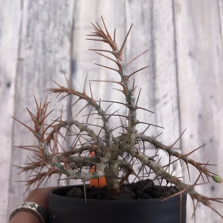sarcocaulon  camdeboense《M  size》