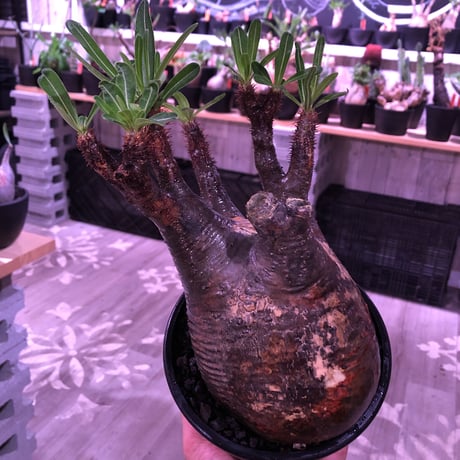 packypodium  gracilius《L  size》※現地球発根済株※店主国内管理3年株※現地焼けの自己主張強きぼってりwildグラキ‼︎※mad black pot植え