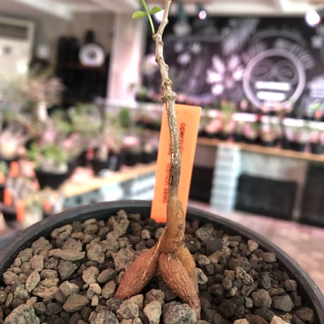 opercullicarya  packypus  littmon  seed🌱 《4年株》※枝が作られる丁度良き樹齢‼︎＆丈の締まったサイズ感※mad black bowl pot植え※限定4株