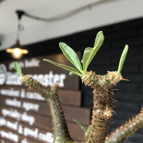 pachypodium gracilius《小さめL size》希少green肌&球体樹形※現地球発根後店主国内管理3年株※まん丸な樹形&極balance株※mad black bowl pot植え
