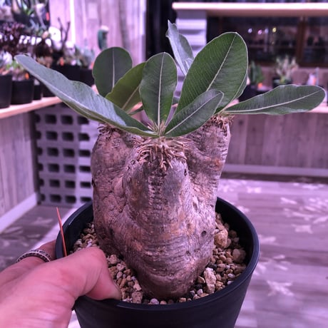 packypodium    roslatum var. eburneum（M  size） ※現地球   発根済み株
