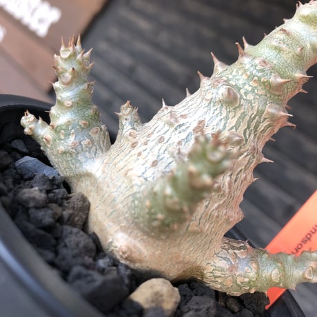 pachypodium windsorii《M size》※選抜littmon seed🌱※weight低き極ぼってり株元&枝振りも◎良樹形※mad black pot植え