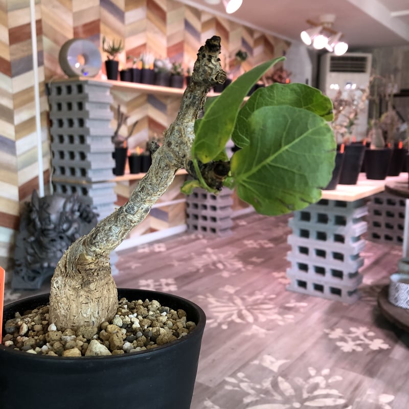 commiphora guidotti《M size》 | plants holic
