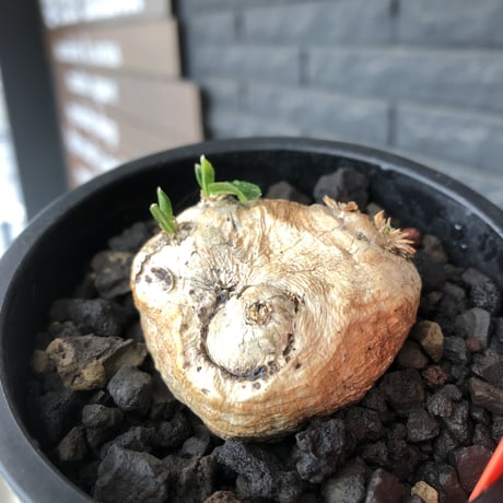 pachypodium  brevicaule恵比寿笑い《S size》※現地球発根後店主国内管理2年株※逆に流通少なき激かわサイズ‼︎ほっこりし堪らない一株‼︎※mad black pot植え