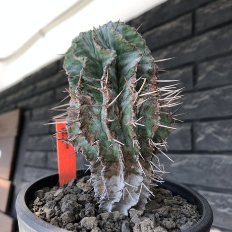 euphorbia horrida《大きめM size》※現地球発根後店主国内管理6年株※ワイルドな木質化に荒々しく刺々しい出立ちの一株※mad black pot植え