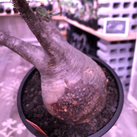 packypodium  gracilius《大きめM size》※現地球発根済み株‼︎ ※短枝で大きなでっぷりトトロ体型が愛くるしいグラキ※mad black pot植え