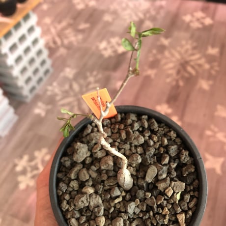 opercullicarya  packypus  littmon  seed🌱 《4年株》※枝が作られる丁度良き樹齢‼︎＆丈の締まったサイズ感※mad black bowl pot植え※限定4株