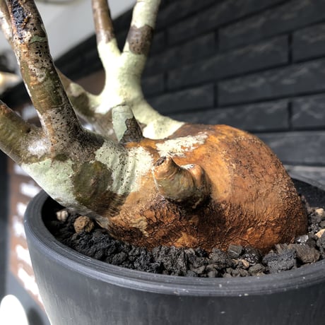 pachypodium gracilius《L size》偏平&現地焼け肌※現地球発根後店主国内管理3年株※一部赤肌に枝長めながらbalance良き一株※mad black bowl pot植え