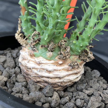 ユーフォルビアゴルゴニス | STORES