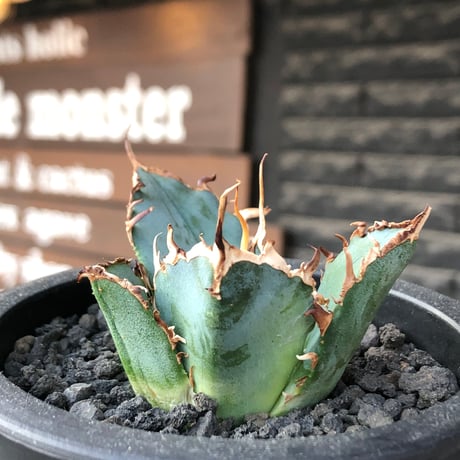 agave titanota  白鯨陽炎type《S size》※現地球株発根済 ②※唸り良き鋸歯に幅広肉厚タイプ※black pot植え