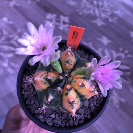 gymnocalycium  翠晃冠錦  hybrid《M size》ハロウィン🎃仕様  ※mad  black  bowl  pot植え
