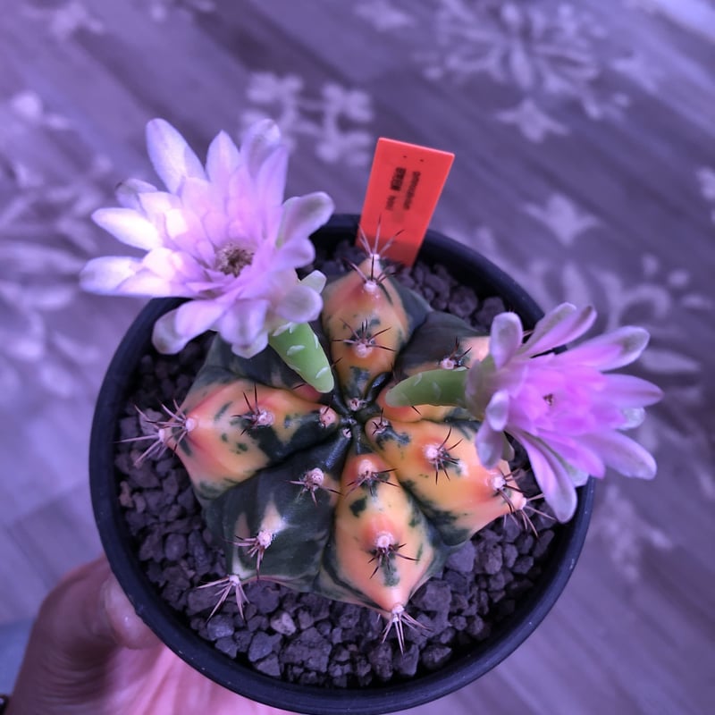 gymnocalycium 翠晃冠錦 hybrid《M size》ハロウィン🎃仕様 ※m
