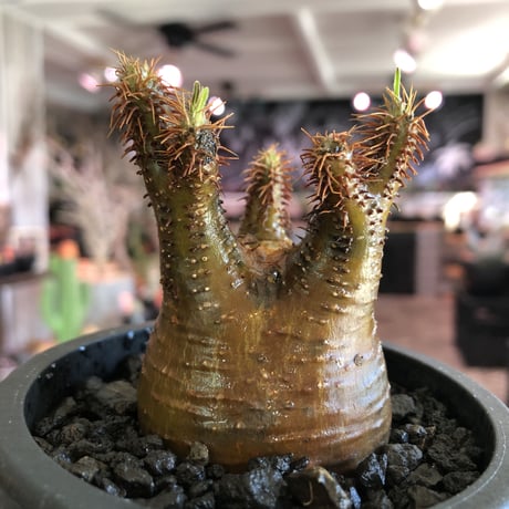 pachypodium gracilius《S size》激希少‼︎極green肌 &赤棘※現地球発根済株※店主国内管理2年株※極weight低き短枝ぼってり樹形※mad black pot植え