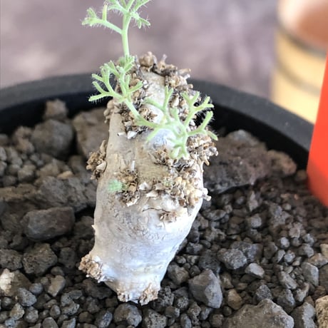 sarcocaulon peniculinum《大きめS size》激希少種※現地球発根後店主国内管理5年株※堪らないほど極白の美しい一株※mad black pot植え