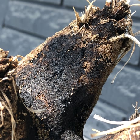 xerophyta trichophylla《S size》※現地球発根後店主国内管理2年株※驚愕強靭株※枝振り良くweightもlow‼︎かわいい小振りサイズ※mad black pot植え