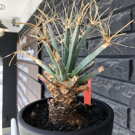 leuchtenbergia  principis 晃山《LL size》大株※現地球株発根済※極太幹を持ち年代物なため極めてワイルドな一株‼︎※mad black bowl pot植え