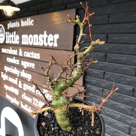 commiphora  myrrha《大きめM size》※現地球発根後店主国内管理8年株（店主私物株）※良き佇まいな激希少種※mad black bowl pot植え