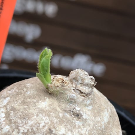 pentagonanthus grandiflorus ssp.glabrescens《M size 》※現地球発根後店主国内管理2年株※激希少種‼︎可愛すぎる装い※mad black pot植え