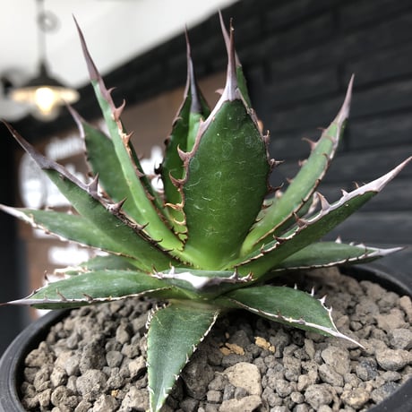 agave  horrida《M size》※発根後店主国内管理1年株※締まり良き手乗りbest sizeなオススメ株※mad black pot植え